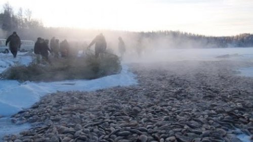 Подлёдная ловля карася Неводом.