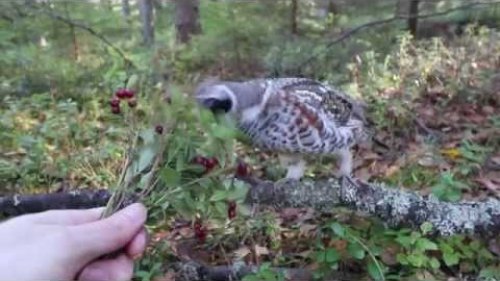 Hazel Grouse eating lingonberries from hand