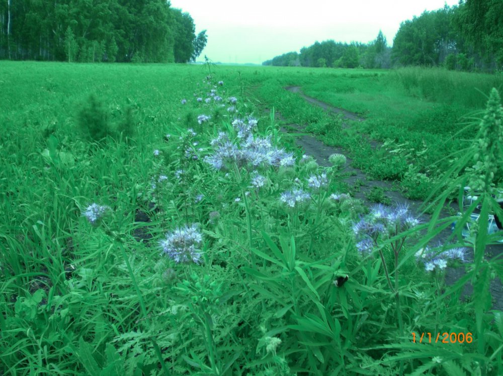 Фацелия