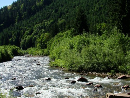 Вот здесь водится форель