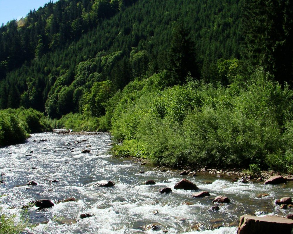 Вот здесь водится форель