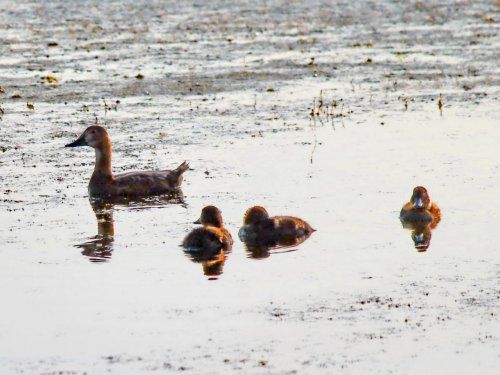 Плаваюшие одуванчики