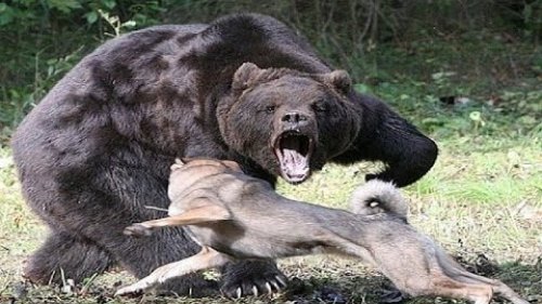 Таежный друг промысловика