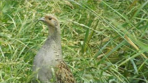 Серая куропатка летом. Partridge
