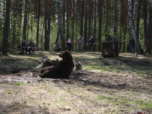 усадили на зад