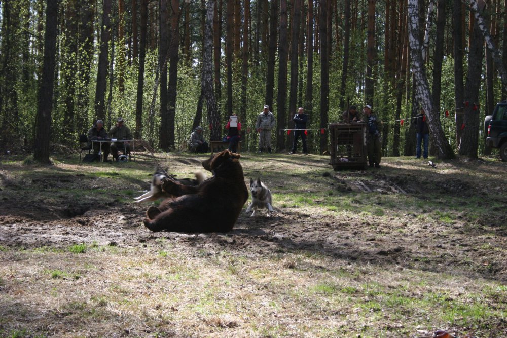 усадили на зад