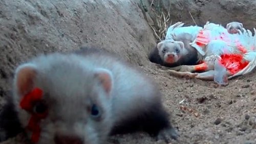 Ferret hunting rabbit and feeds his hatchlings