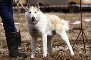 пропала собака помогите пожалуйсто