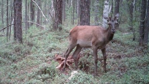 Солонец на тропе (весна, сезон 2016).