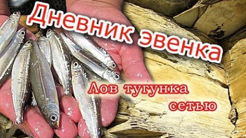 Ловля тугунка сетью.