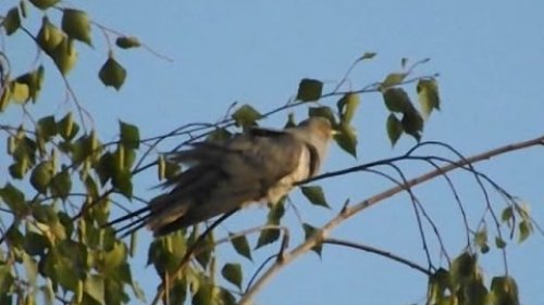 Кукушка, голос кукушки.  Сuckoo