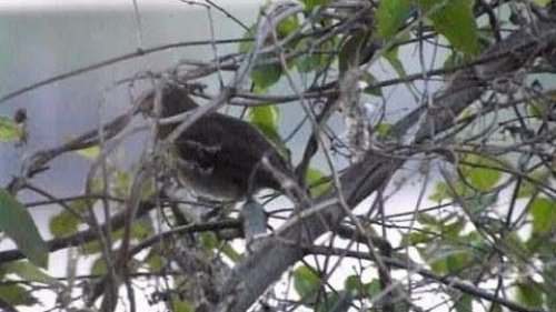 Соловей. Пение соловья, голос. Nightingale. Singing nightingale.