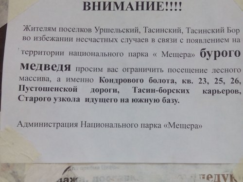 Медведя и у нас можно встретит!
