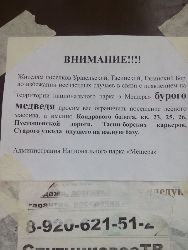 Медведя и у нас можно встретит!