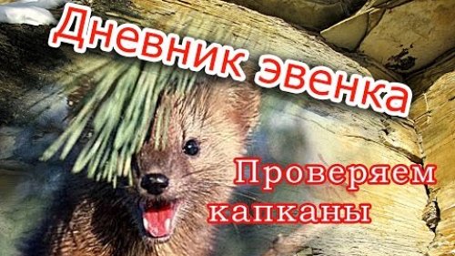 Проверяем капканы на соболя.