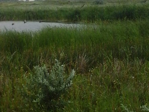 утки