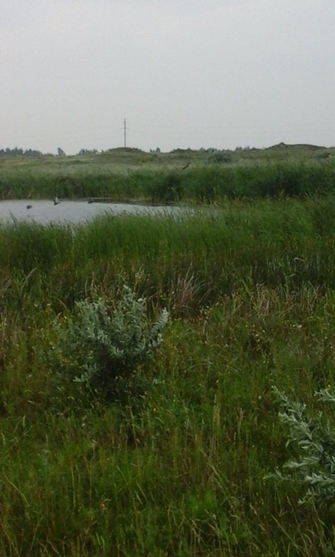 утки