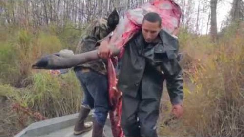 Alaska Moose Hunting 2015