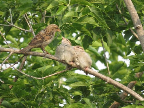 Воробей
