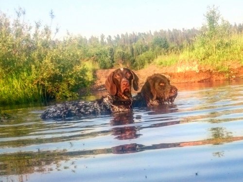 Легавые