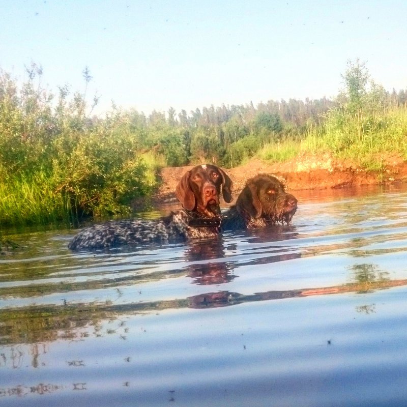 Легавые