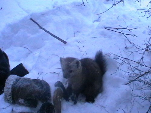Соболек проказник