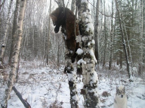 собакен  недовольный
