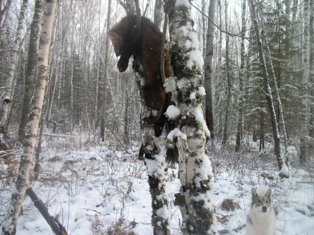 собакен  недовольный