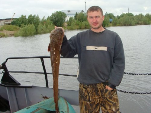 Налимчик