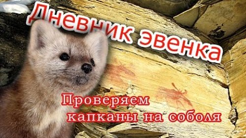Проверяем капканы на соболя.