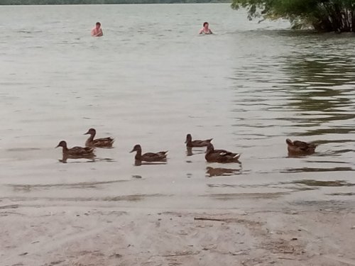 Братья меньшие:-)