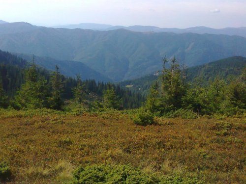 Какой вид