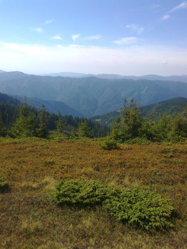 Какой вид