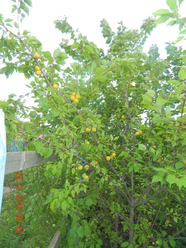 В саду абрикосы поспели.