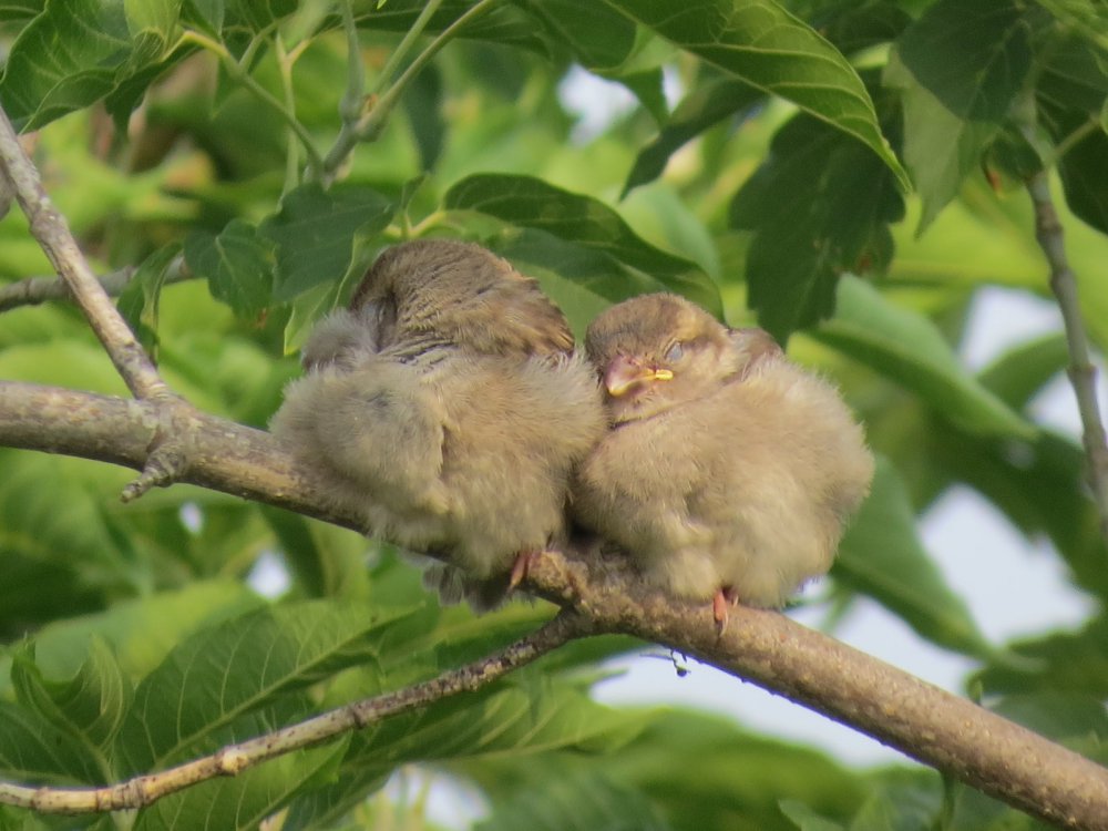 Сон между кормежками