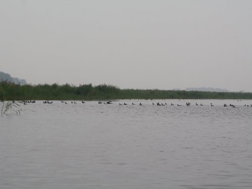 Лысушки