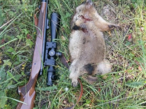 Сузунский р-н. 06.08.16