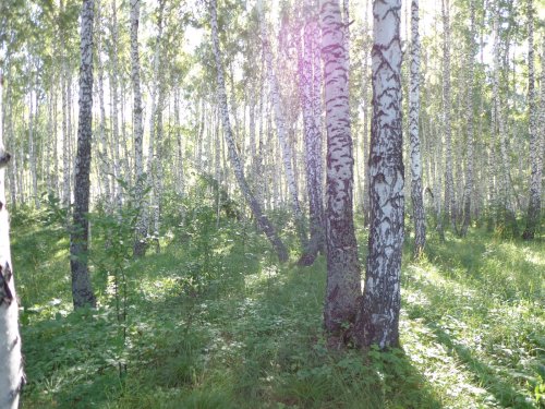 Утренний лес.