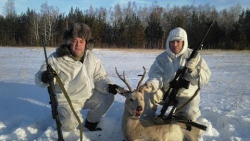 Охота на косулю в Тюменской области