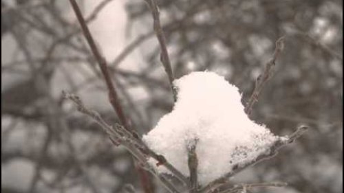 Охота на косулю  в  Чулымском районе