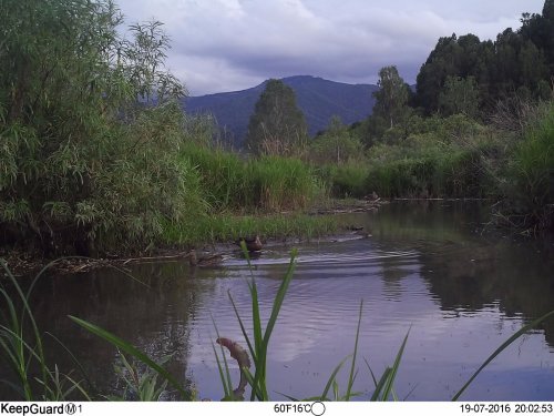 Бобровая хатка.. И рядом.