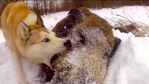 Успешная охота на крупного вепря