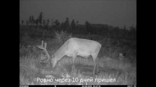 Изюбрь пантач на солонце.
