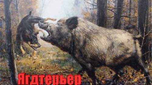 Ягдтерьер-беcстрашный охотник Шокирующее видео