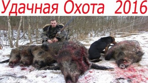 Охота на Кабана с собаками. Супер выстрел - 2016.