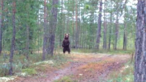 Встреча с медведем на ямале
