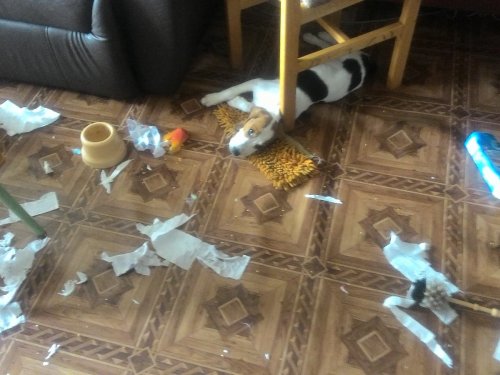 Шалим....