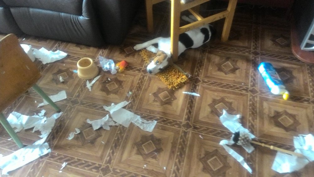 Шалим....