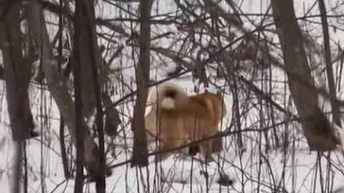 Зимняя охота на енотовидную собаку. Лотошинский район.