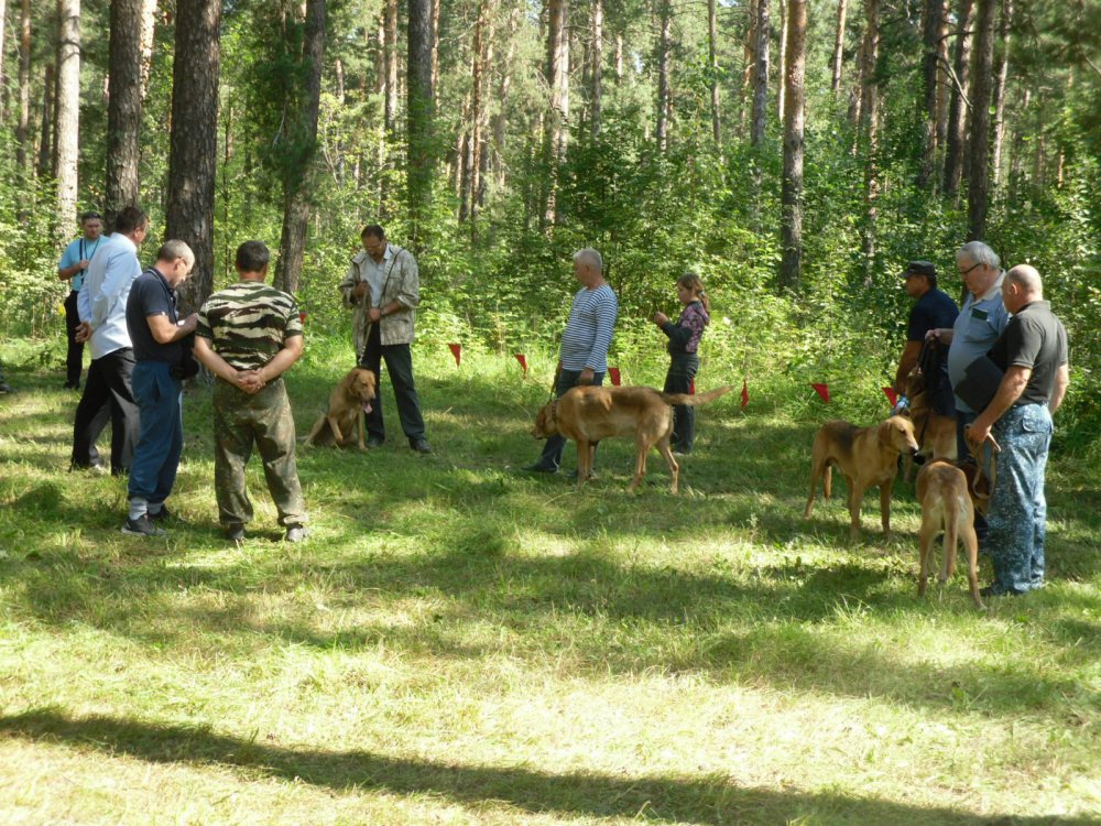 Ринг РГ выжлецы.
